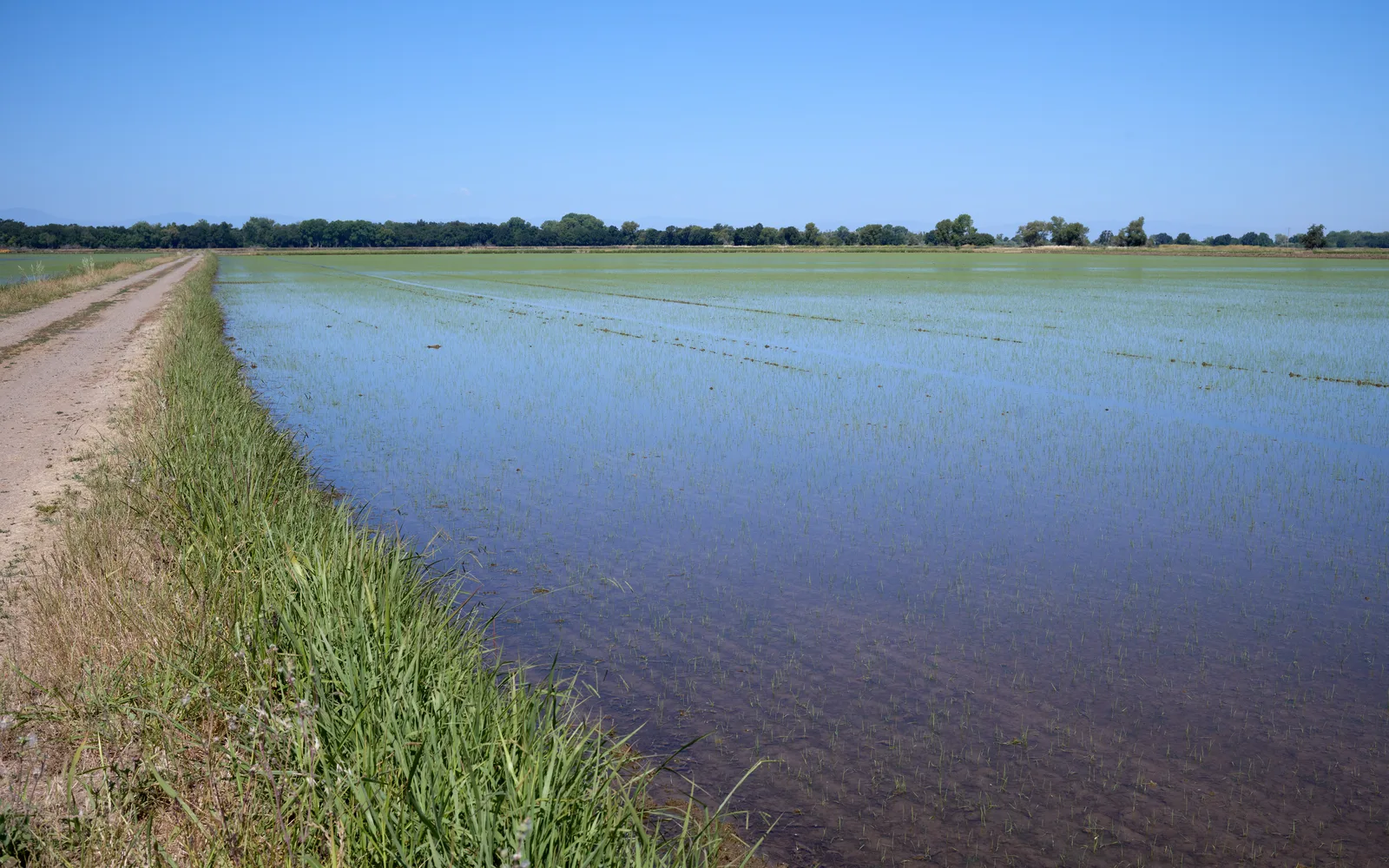 Rice field along Aguas Frias Road in Butte County, California